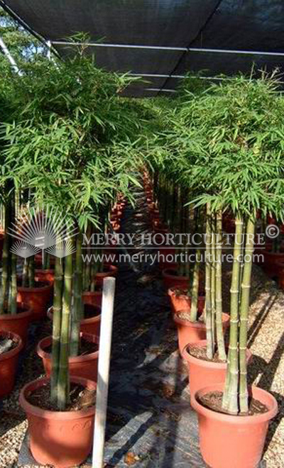 Phyllostachys siamensis thai (1.5m)